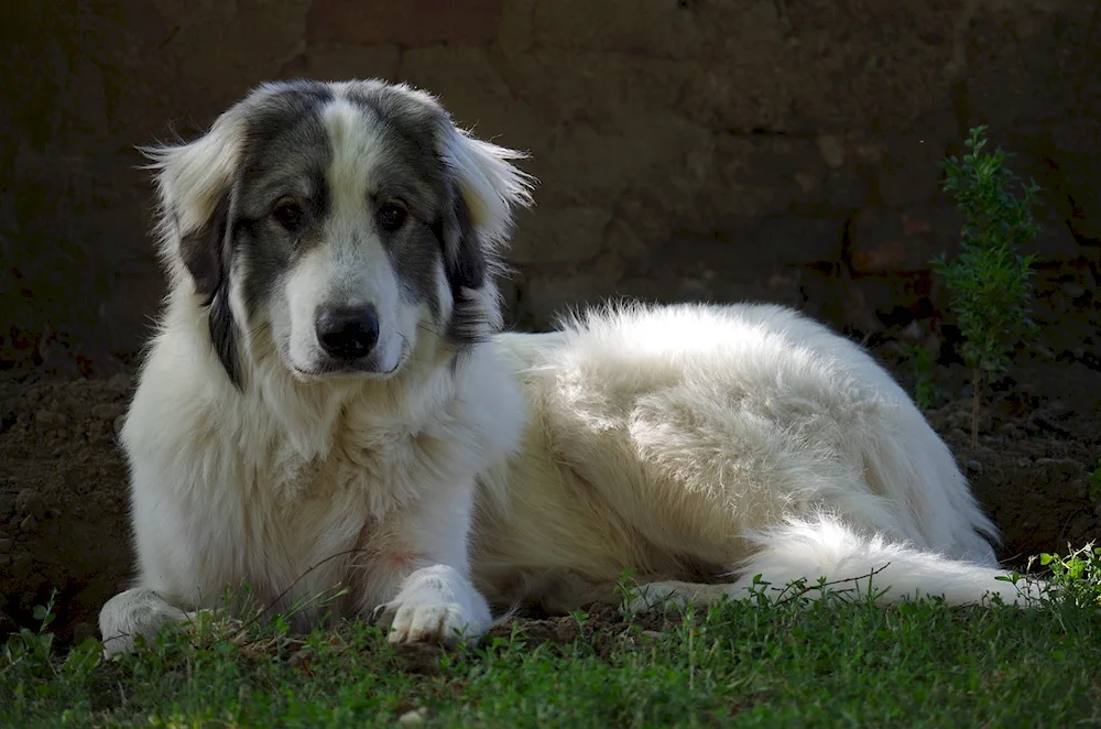 Pyrenean Mountain mastiff