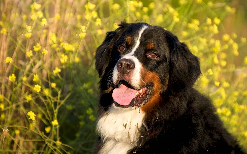 Pyrenean Sennenhund