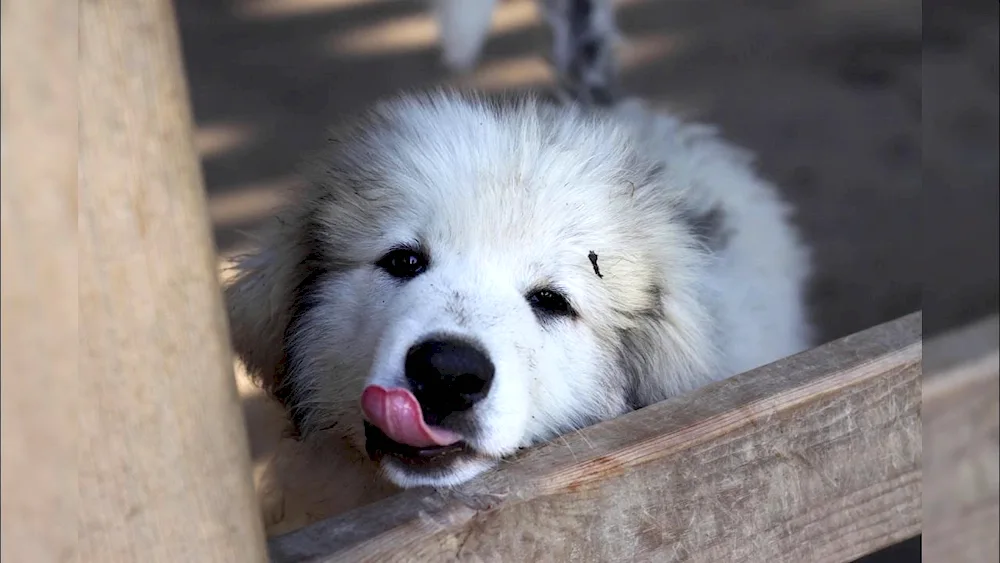 Pyrenean zennenhund