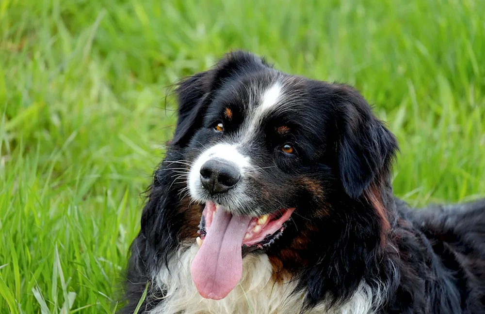 Pyrenean sennenhund