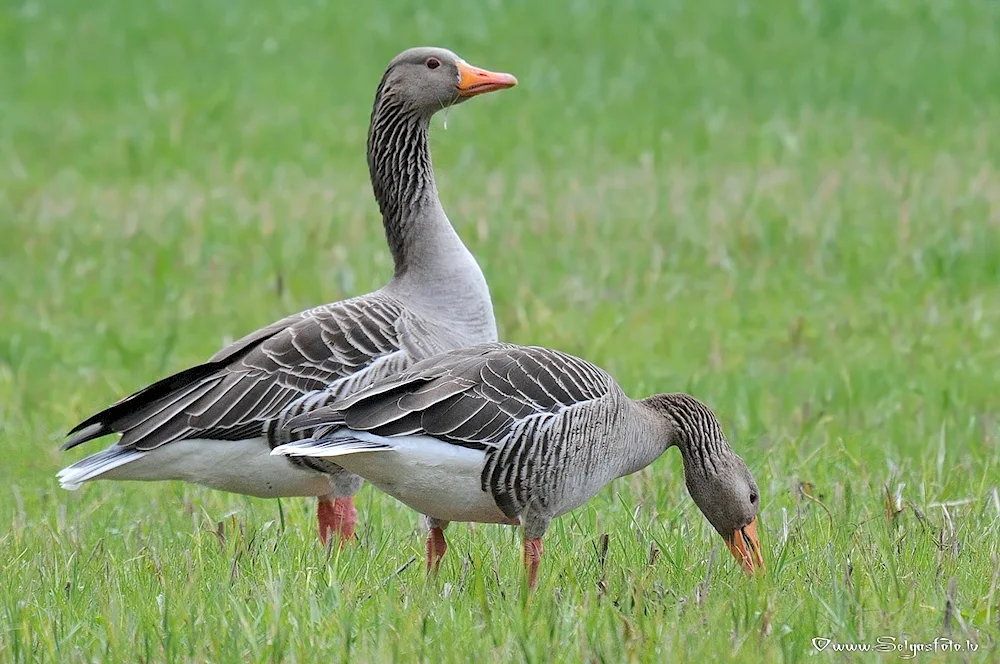 Bean Goose and Grey Goose