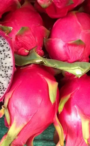 Pitahaya pitahaya