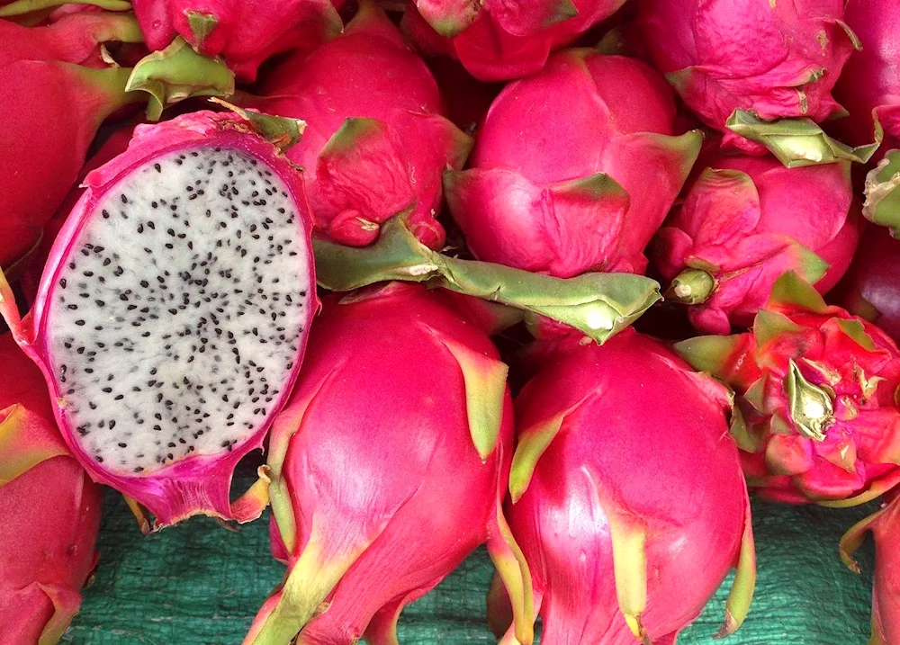 Pitahaya pitahaya
