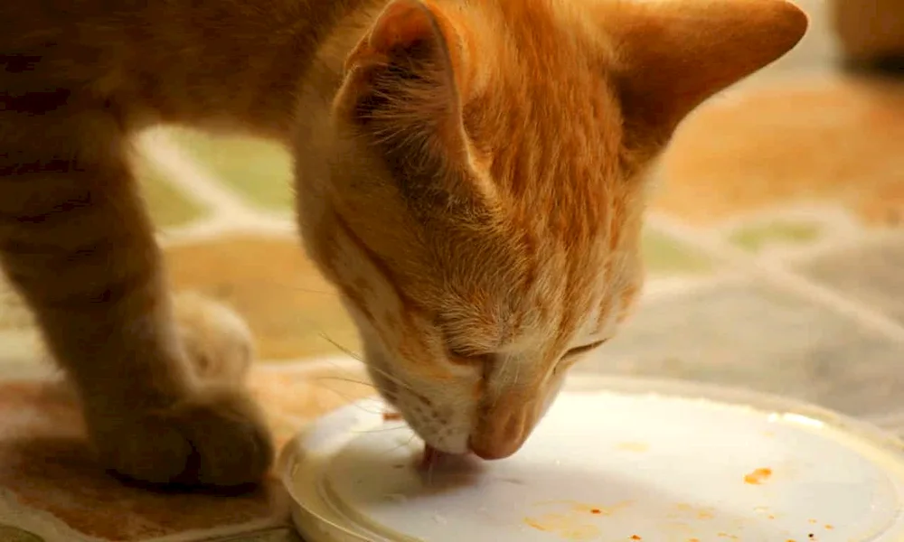 Cat drinking milk