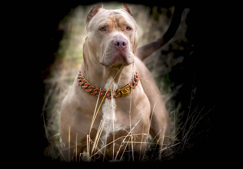 Pit Bull