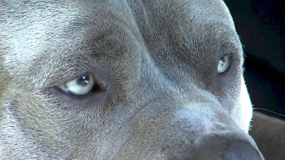 American Staffordshire terrier grey