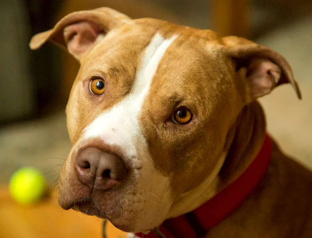 American pitbull rednose