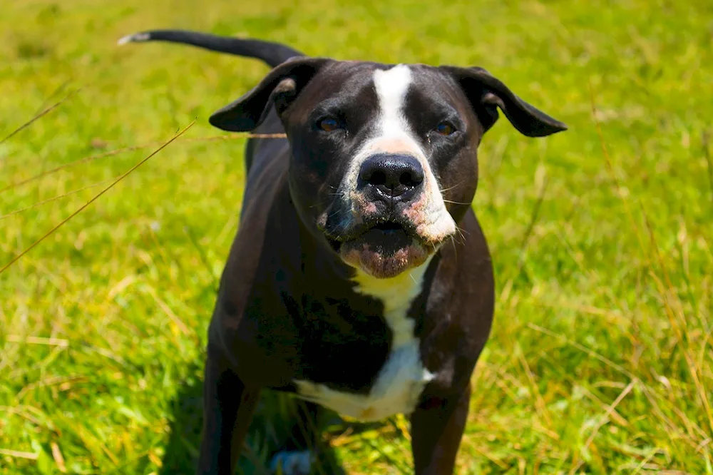 American Staffordshire Terrier white