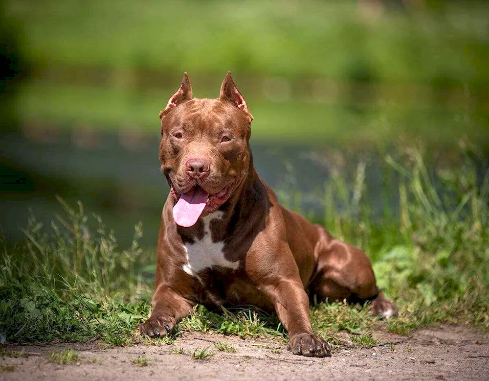 American pit bull terrier