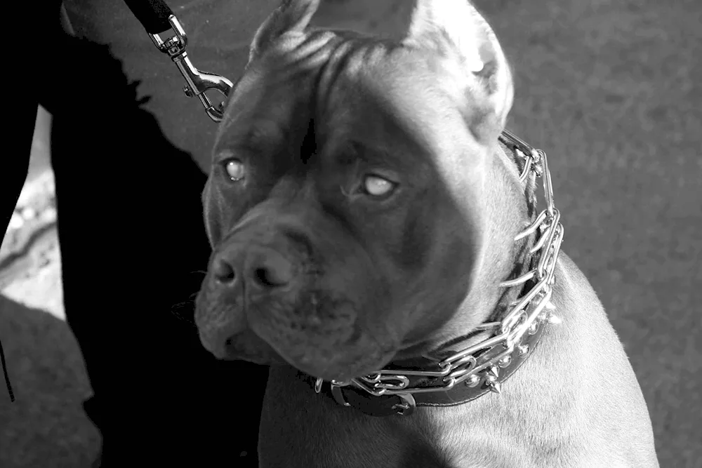 Pitbull black diamond