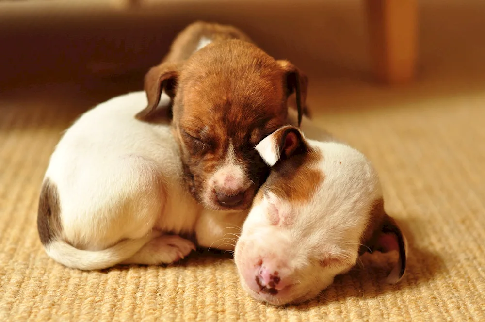 Pitbull Jack Russell puppies