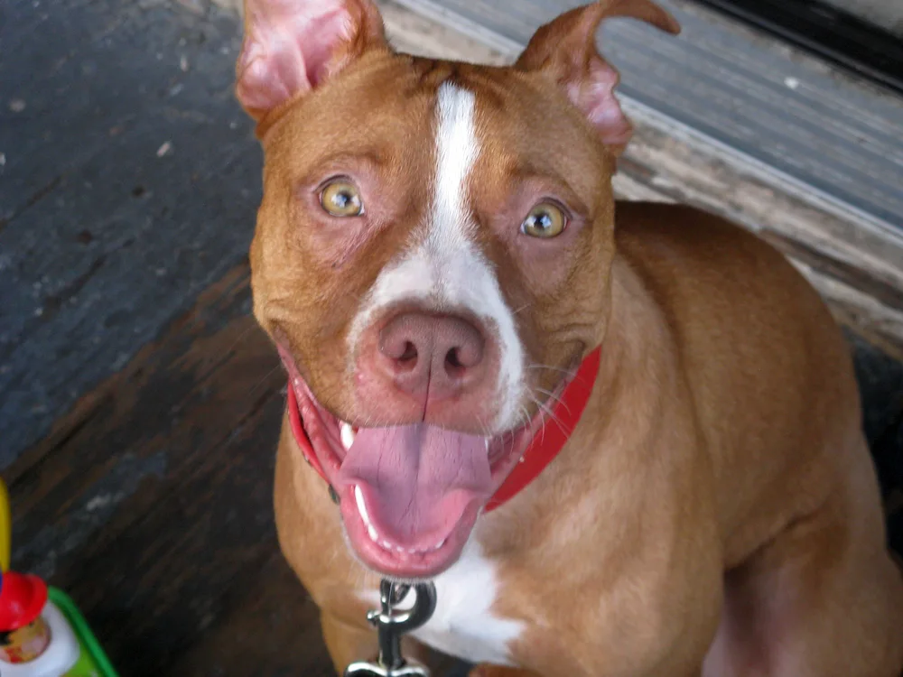 Pitbull and Amstaff mix