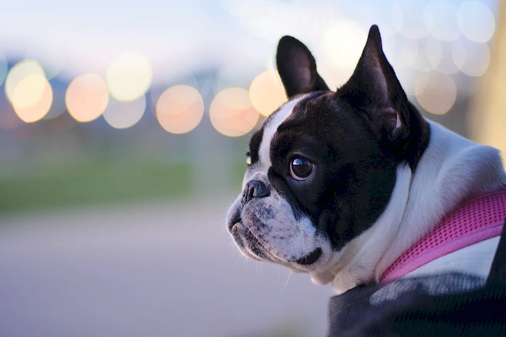 Boston Terrier