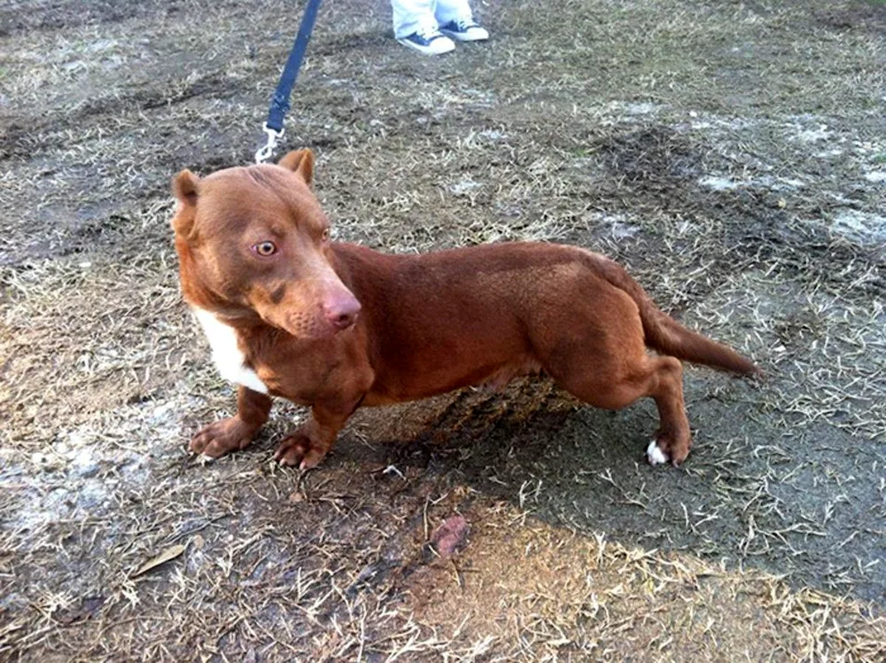 Dachshund métis