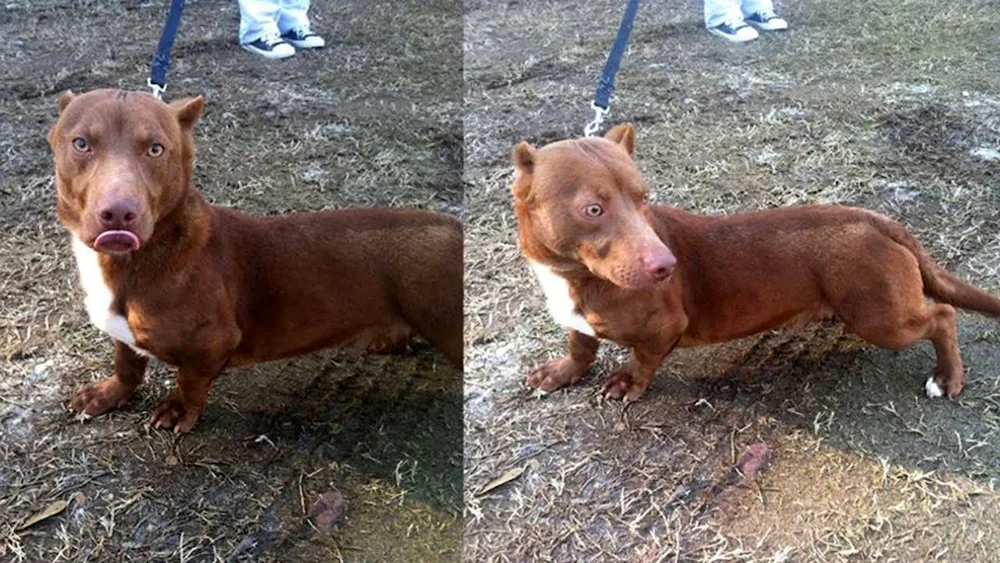 Dachshund-pitbull mix