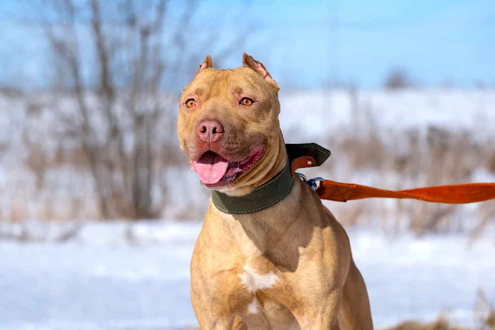 Pitbull rednose