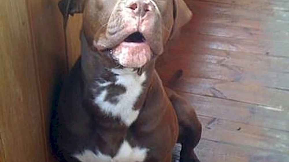Pit Bull with uncut ears