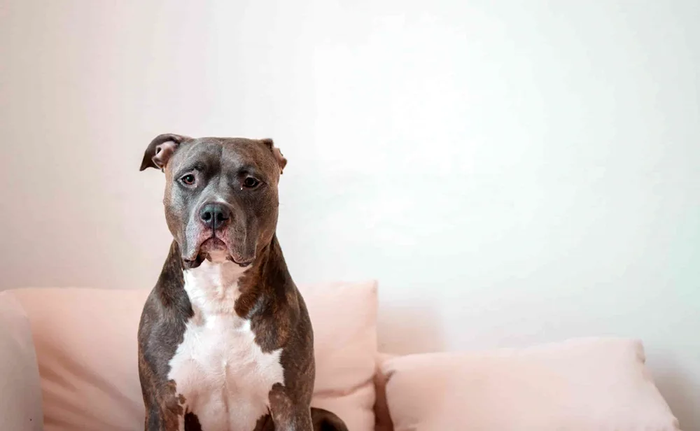 Pitbull with uncut ears