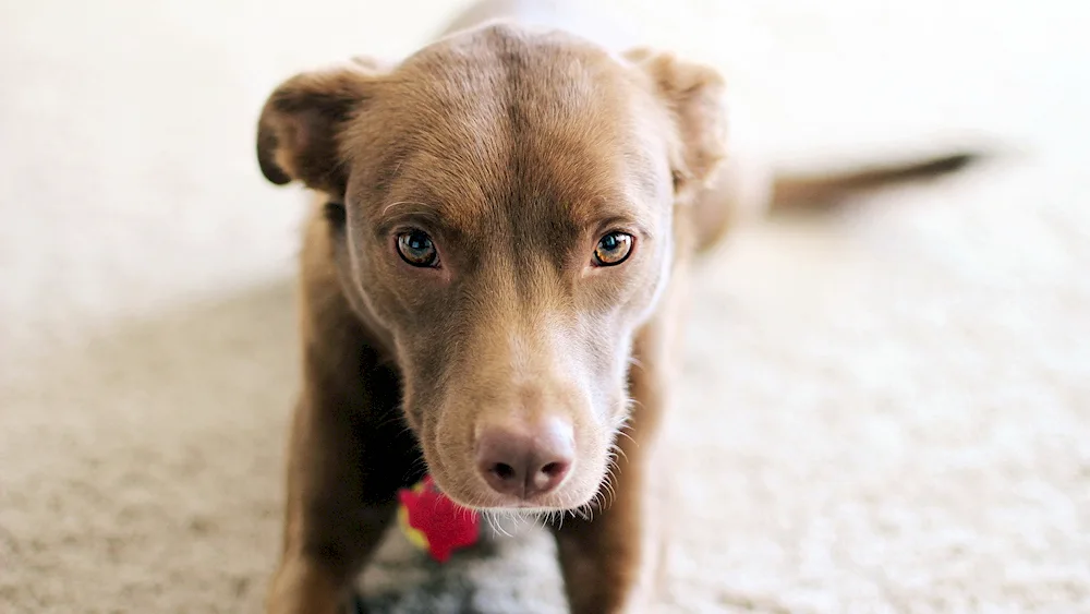 Pit Bull puppy