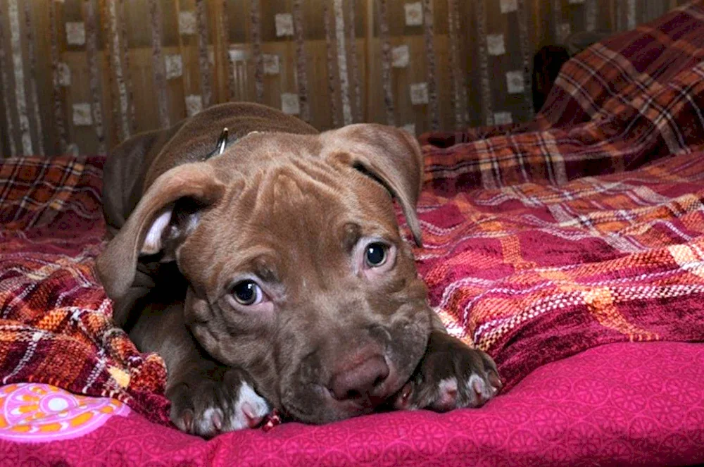 Pit Bull puppy