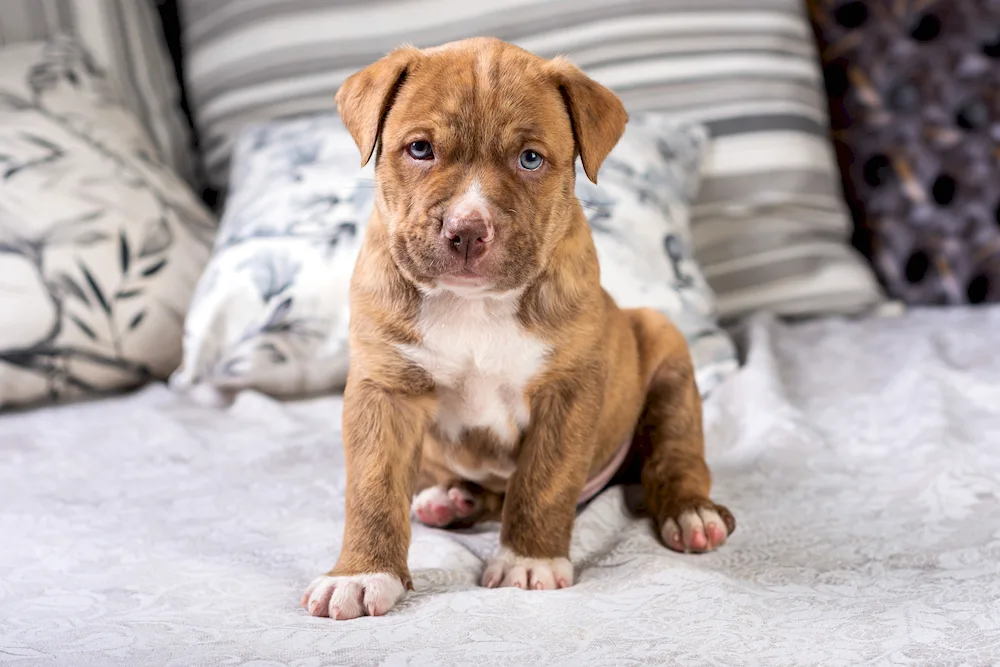 Pitbull puppy