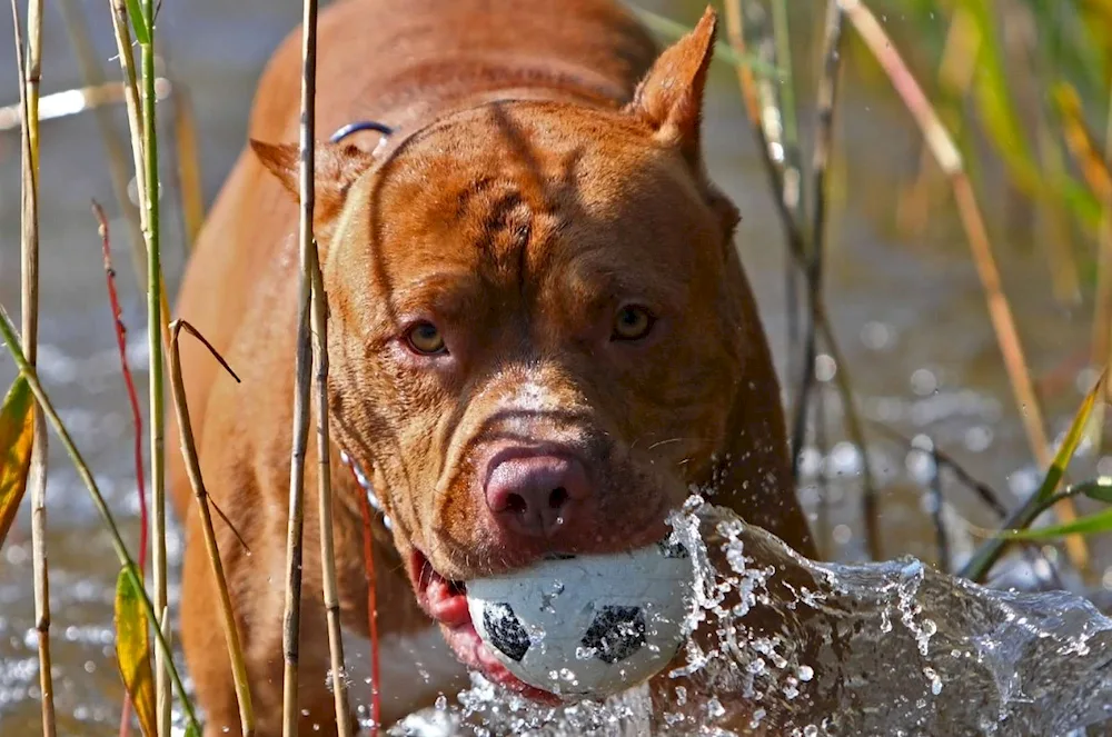 American Pit Bull Terrier