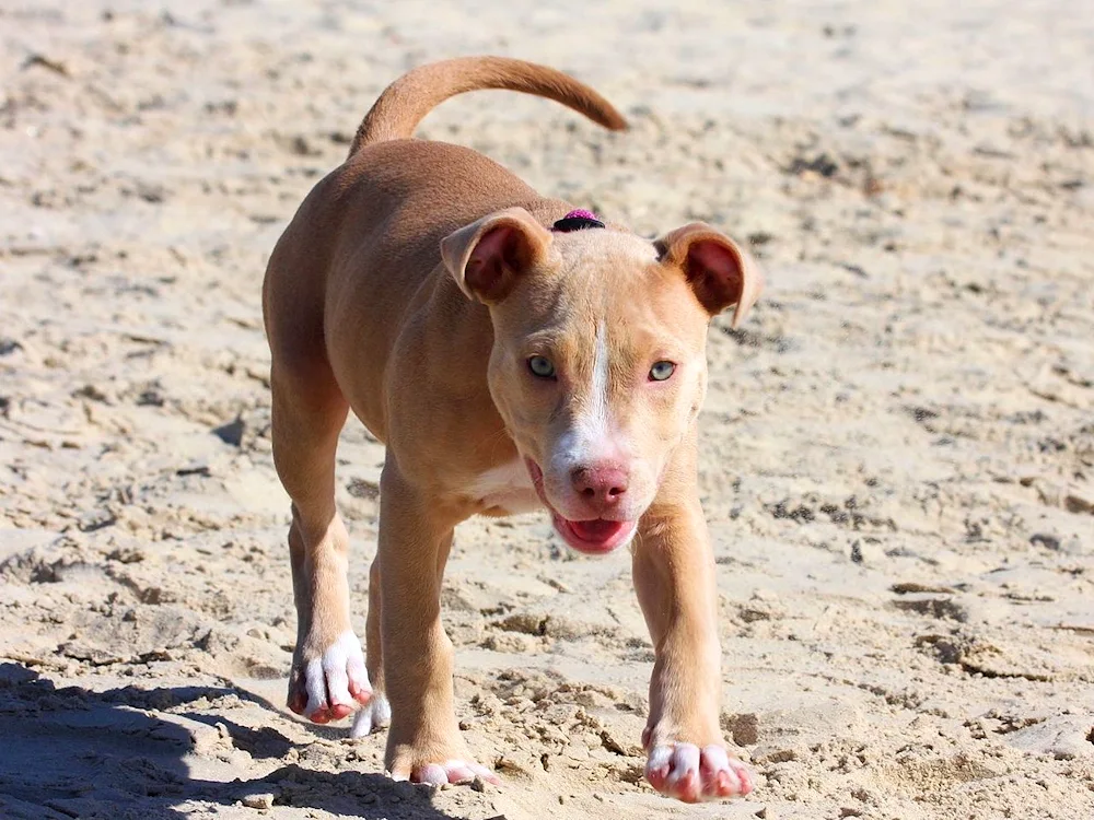 Pitbull dog