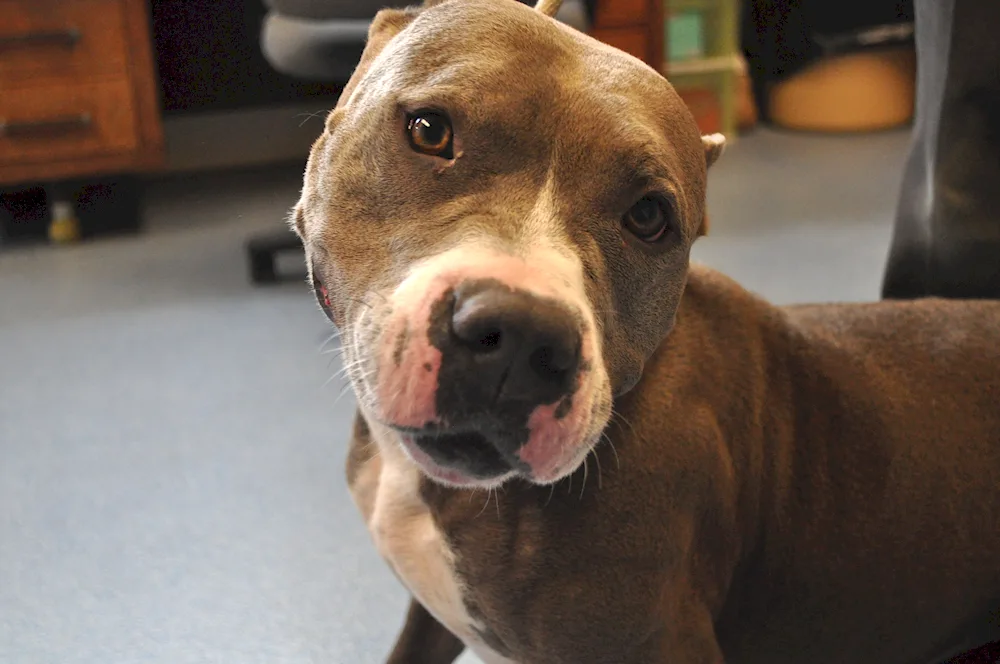 Pit Bull dog with uncut ears