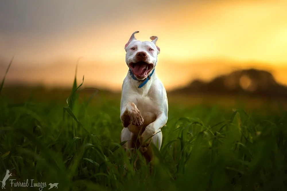 American Staffordshire terrier