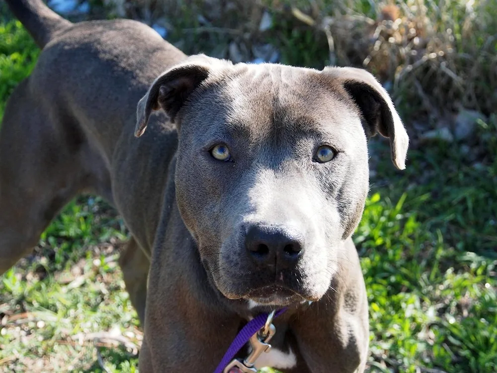 Pit Bull Weimaraner
