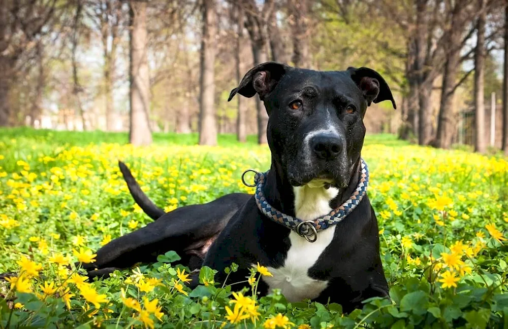 Pitbull terrier and Staffordshire terrier