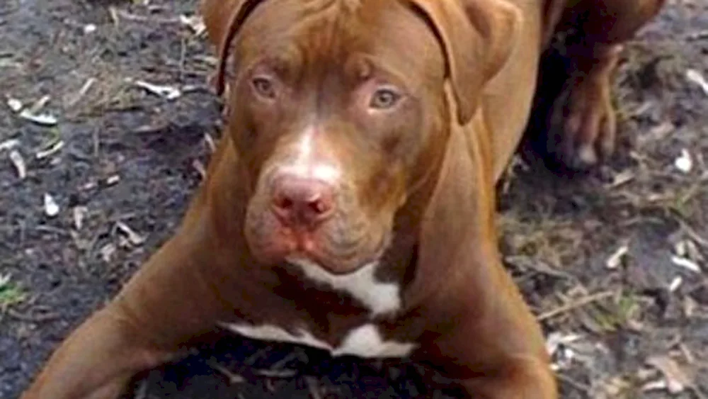 Pit Bull Terrier uncut uncouped