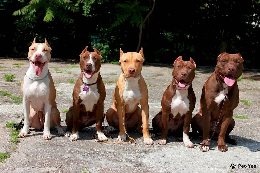 American Staffordshire terrier