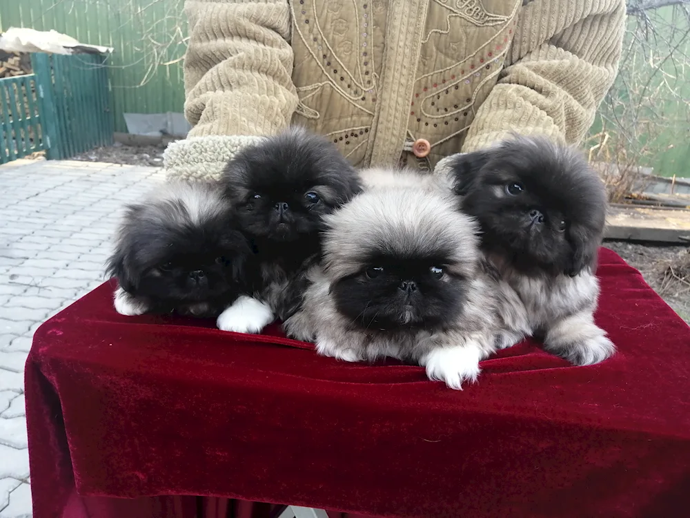 Emperor's Dream Pekingese Kennel