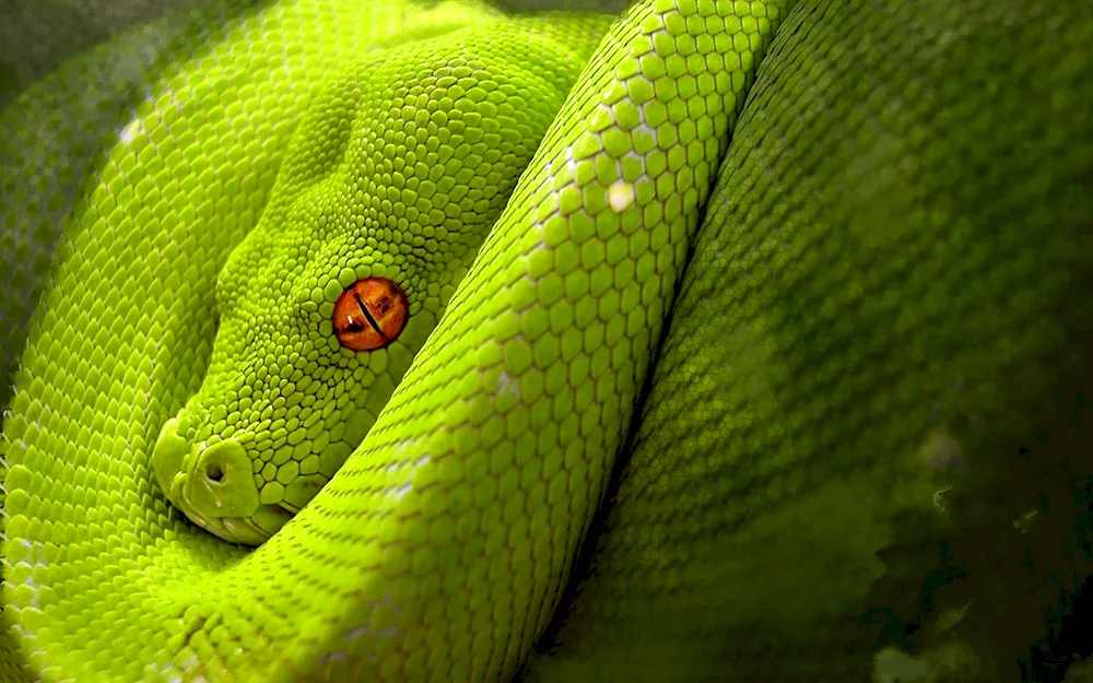 Python