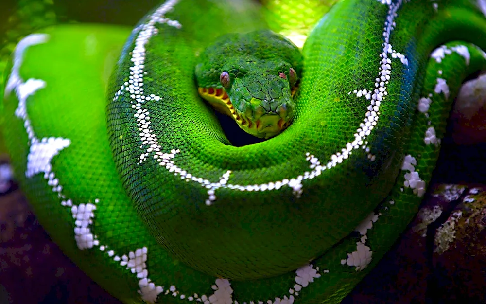 Green Morelia python