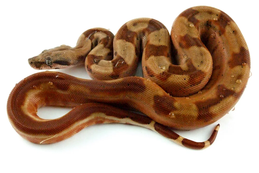 Boa constrictor python