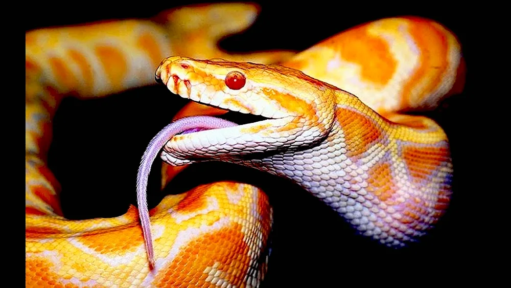 Double banded snake Yellow-bellied Snake