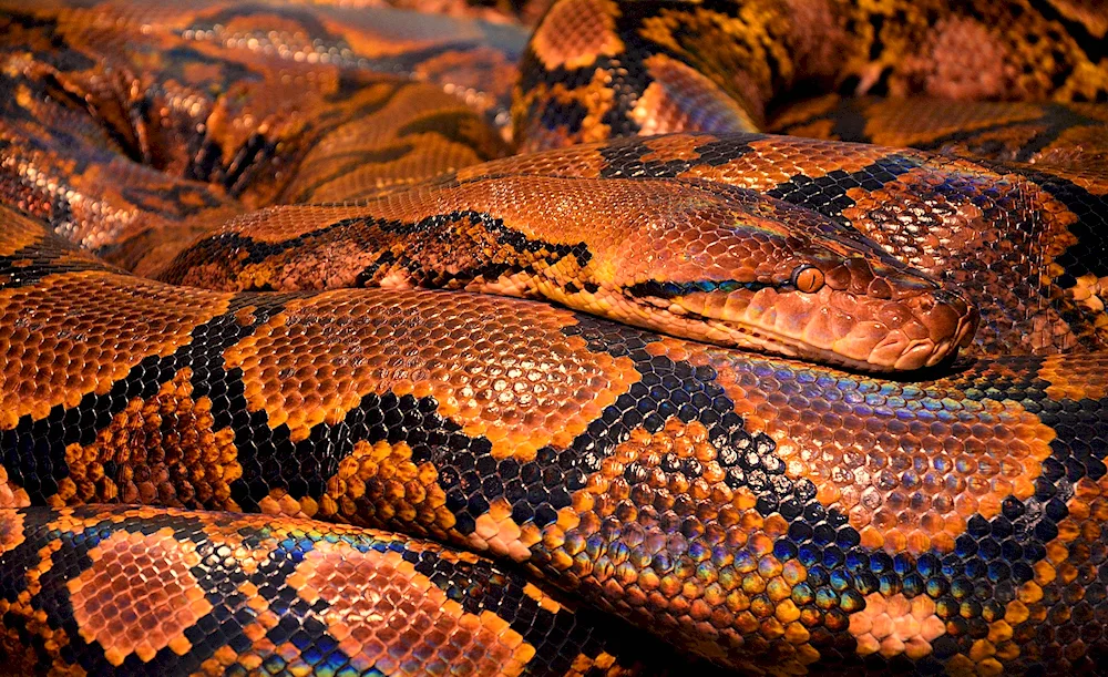 Snake Royal python