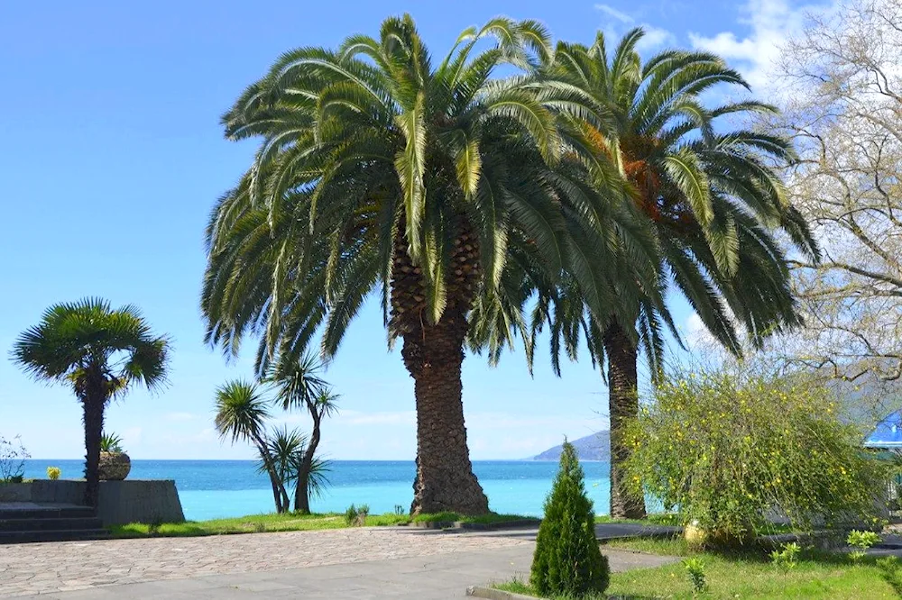 Abkhazia palms subtropics