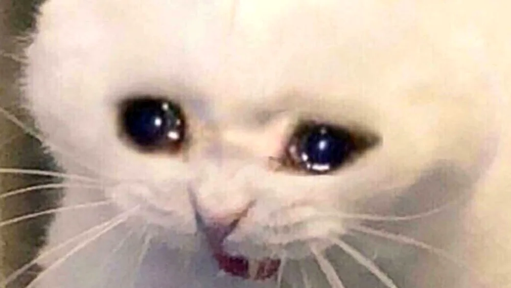 Cat Crying