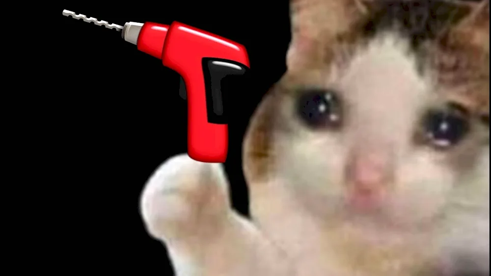 Cat Crying
