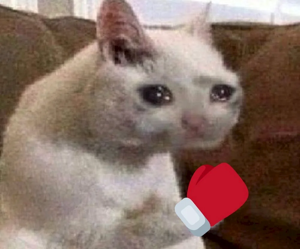 Cat Crying