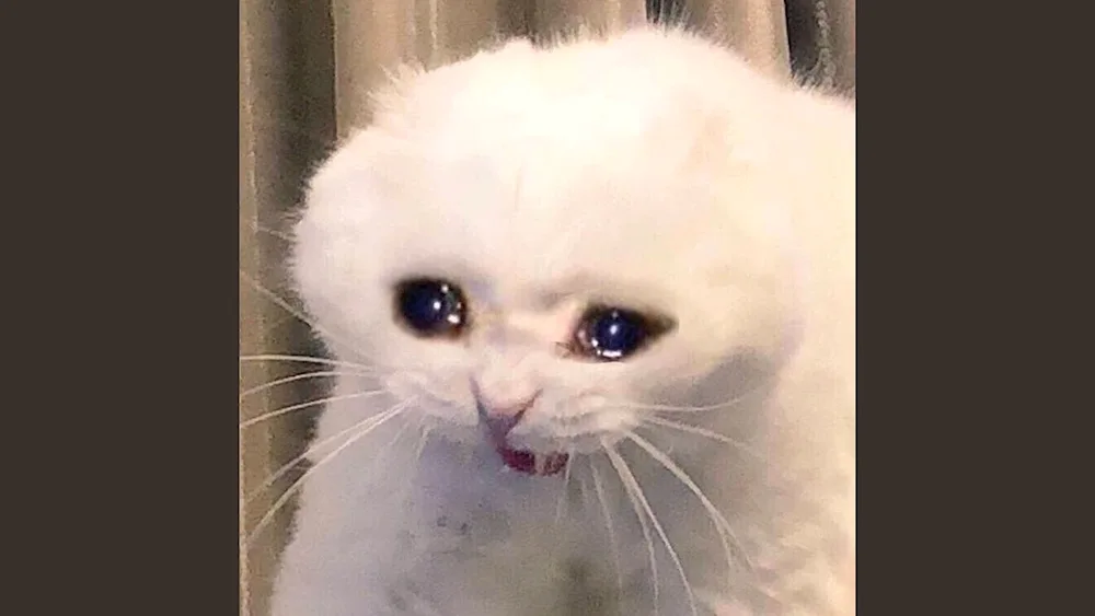 Cat Crying