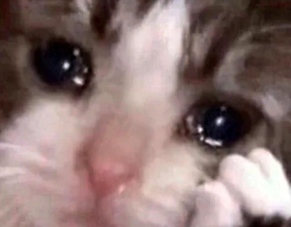 Cat Crying crying meme