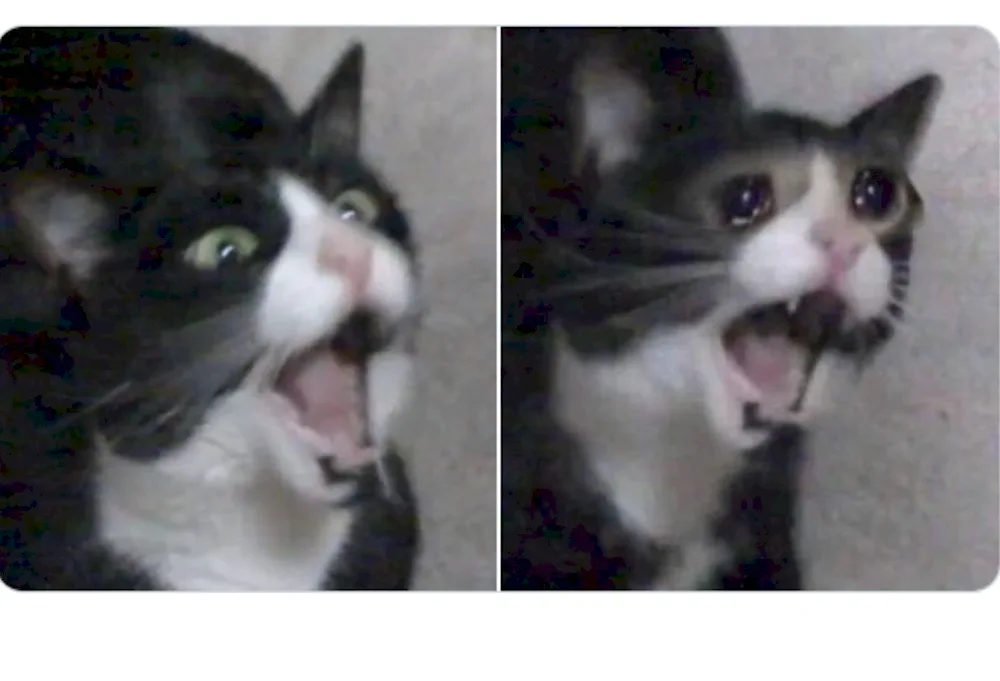 Cat crying