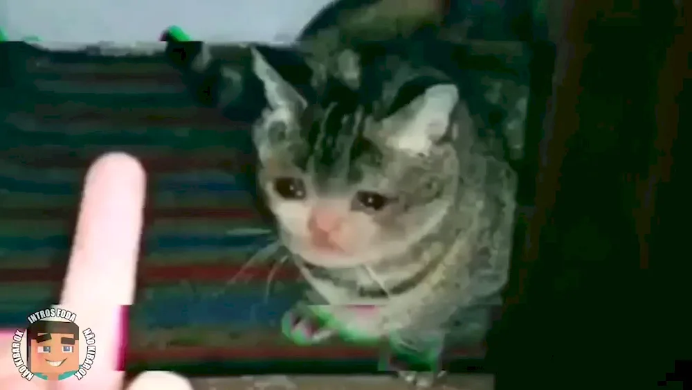 Cat crying