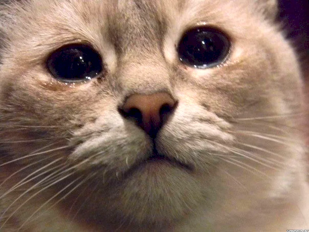 Cat Crying