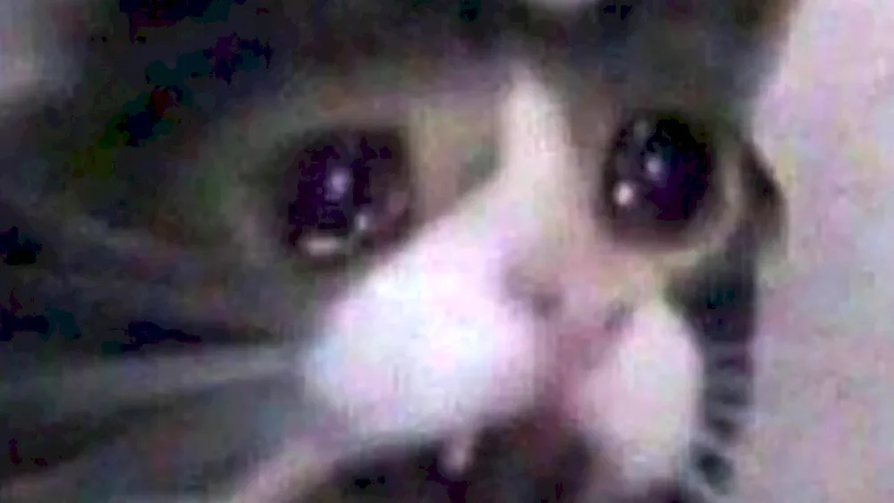 Cat crying