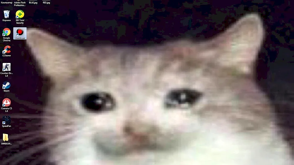 Cat Crying